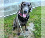 Small Labrador Retriever Mix
