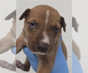 German Shepherd Dog-Unknown Mix Dogs for adoption in San Bernardino, CA, USA