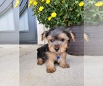 Small #2 Yorkshire Terrier