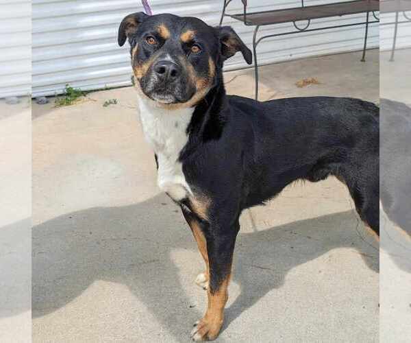 Medium Photo #2 Rottweiler-Unknown Mix Puppy For Sale in Anniston, AL, USA