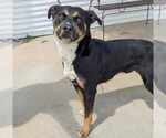 Small #1 Rottweiler Mix