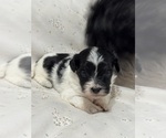 Small #3 Havanese