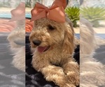 Small Photo #57 Goldendoodle mix (+ Poodle Miniature) Puppy For Sale in MENIFEE, CA, USA