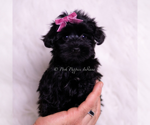 Medium Yorkipoo