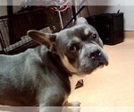 TWEEDLEDUM - Male French Bulldog-Unknown Mix Dog for Adoption - Small photo