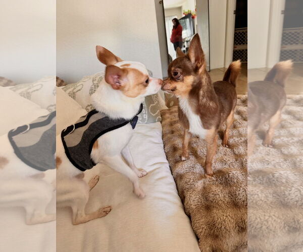 Medium Photo #1 Chihuahua Puppy For Sale in Lake Elsinore, CA, USA