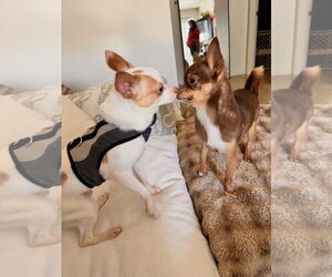 Chihuahua Dogs for adoption in Lake Elsinore, CA, USA