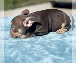 Small Photo #36 French Bulldog Puppy For Sale in LAS VEGAS, NV, USA
