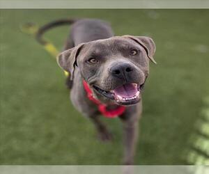 Mutt Dogs for adoption in Las Vegas, NV, USA