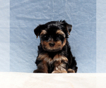 Small #2 Yorkshire Terrier