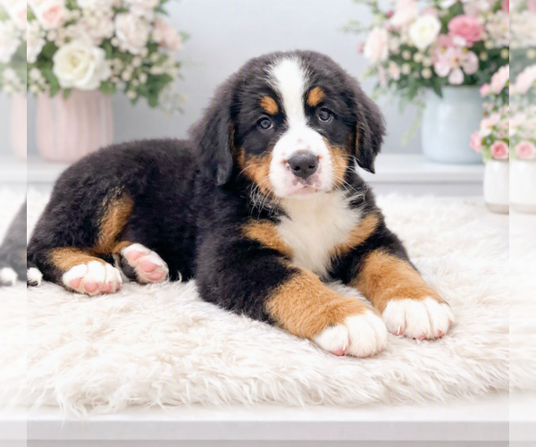 Medium Photo #3 Bernese Mountain Dog Puppy For Sale in DUNDEE, OH, USA