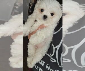 Maltese Puppy for sale in ROYAL OAKS, CA, USA