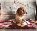 Small #5 Cocker Spaniel-Poodle (Miniature) Mix