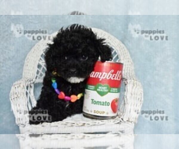 Medium Photo #4 Poodle (Toy) Puppy For Sale in SANGER, TX, USA