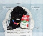 Small #3 Poodle (Toy)