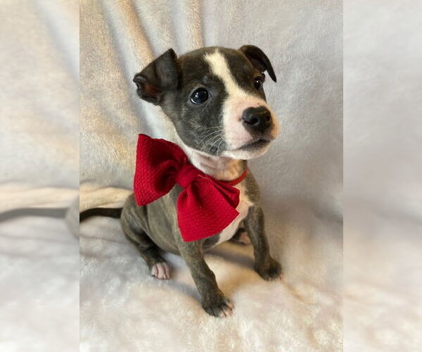 Medium Photo #10 Mutt Puppy For Sale in Plainfield, IL, USA