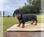 Small #3 Dachshund