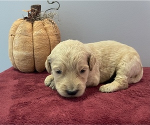 Goldendoodle Puppy for sale in WILLIAMSTOWN, KY, USA