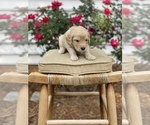 Small Photo #11 Goldendoodle Puppy For Sale in FRANKLIN, VA, USA