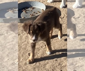 Miniature Australian Shepherd Puppy for sale in FORT MORGAN, CO, USA