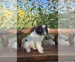 Puppy 2 Double Doodle