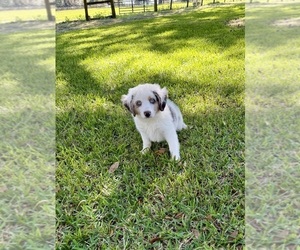 Medium Miniature Australian Shepherd