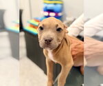 Small #1 Mutt
