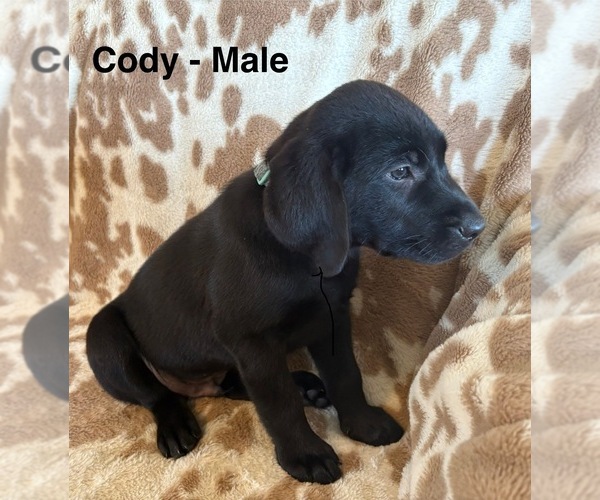 Medium Photo #3 Labrador Retriever Puppy For Sale in OVID, MI, USA