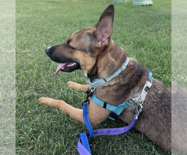 Medium Photo #16 Mutt Puppy For Sale in Fargo, ND, USA