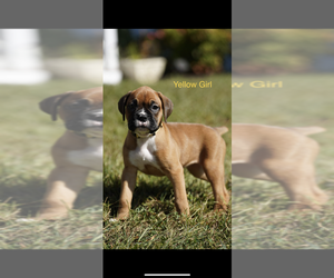 Boxer Puppy for sale in CLINTON, TN, USA