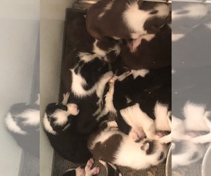 Border Collie Puppy for sale in MEDINA, OH, USA