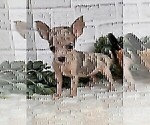 Small #21 Chihuahua