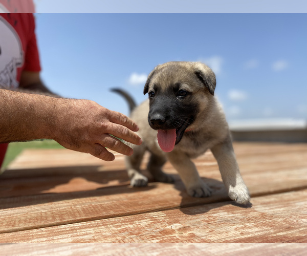 Medium Photo #5 German Shepherd Dog Puppy For Sale in GARDEN CITY, TX, USA