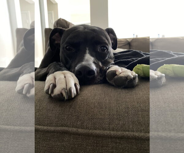 Medium Photo #5 American Pit Bull Terrier-Unknown Mix Puppy For Sale in Chandler, AZ, USA