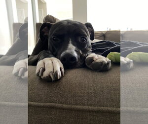 TUCKER #9 - Male American Pit Bull Terrier-Unknown Mix Dog for Adoption - Photo #5