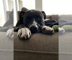 Small Photo #5 American Pit Bull Terrier-Unknown Mix Puppy For Sale in Chandler, AZ, USA