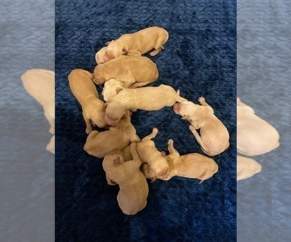 Medium Photo #17 Golden Retriever Puppy For Sale in SANFORD, NC, USA