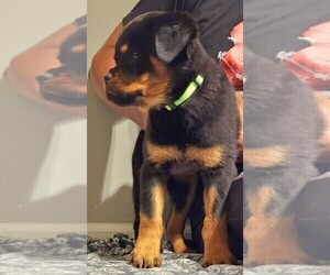 Rottweiler Puppy for Sale in DEL ROSA, California USA