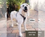 Small #4 Labrador Retriever