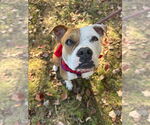 Small #11 American Bulldog-American Staffordshire Terrier Mix
