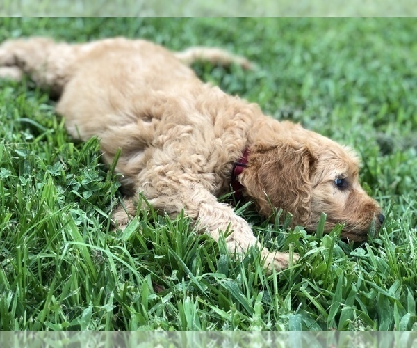 Medium Photo #3 Labradoodle Puppy For Sale in BURTON, OH, USA