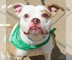 Small #2 American Bulldog Mix