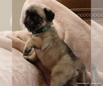 Small Photo #4 Pug Puppy For Sale in WINNSBORO, TX, USA