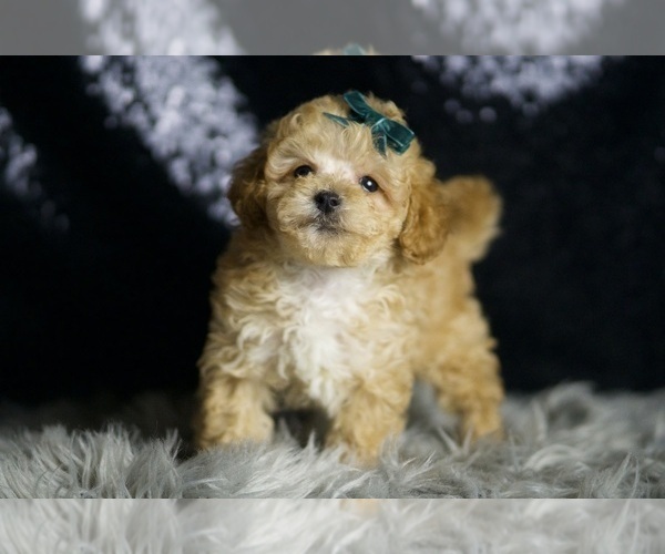 Medium Photo #5 Maltipoo Puppy For Sale in WARSAW, IN, USA