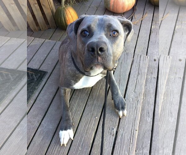 Medium Photo #1 Mutt Puppy For Sale in Germantown, OH, USA
