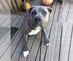 Small Mutt