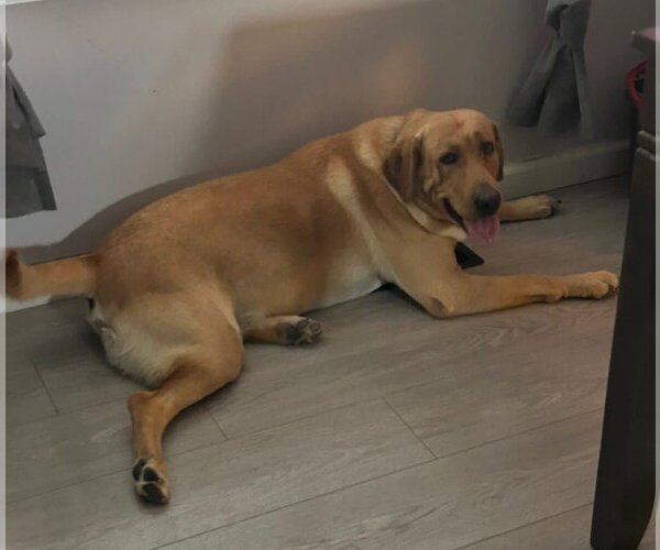 Medium Photo #4 Labrador Retriever Puppy For Sale in Sandy, UT, USA