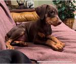 Small Photo #2 Doberman Pinscher Puppy For Sale in HATTIESBURG, MS, USA