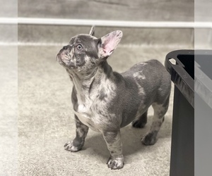 French Bulldog Puppy for sale in GIG HARBOR, WA, USA