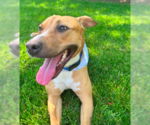 Small #3 Labrador Retriever Mix